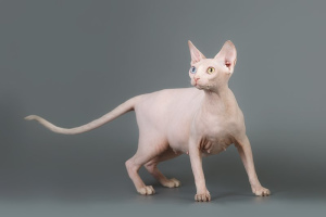 Photo №1. sphynx-katze - for sale in the city of Saratov | Negotiated | Announcement № 4362