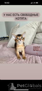 Photo №1. abyssinian cat - for sale in the city of Wrocław | negotiated | Announcement № 25001