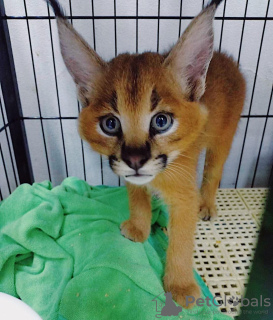 Photo №2 to announcement № 99474 for the sale of caracal - buy in Germany from nursery