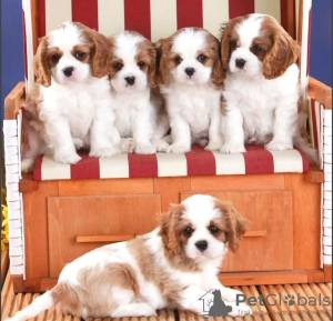 Photo №1. cavalier king charles spaniel - for sale in the city of Graz | negotiated | Announcement № 53347