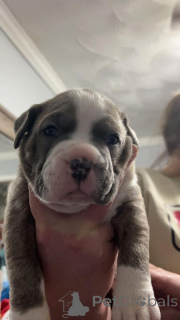 Photo №3. American Bulldog Puppies. United States