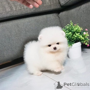 Photo №1. pomeranian - for sale in the city of Eipen | 753$ | Announcement № 145386