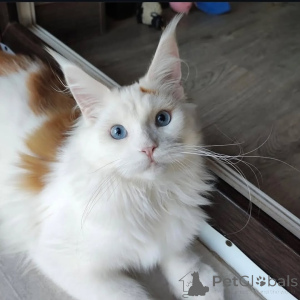 Photo №1. maine coon - for sale in the city of ALAVUS | 619$ | Announcement № 169099