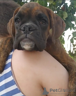 Photo №2 to announcement № 27754 for the sale of boxer - buy in Belarus private announcement, breeder