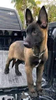 Photo №1. belgian shepherd - for sale in the city of Paris | 1032$ | Announcement № 166727