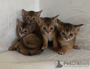 Additional photos: Abyssinian kittens