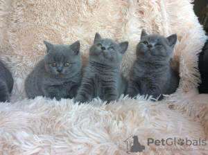 Photo №1. british shorthair - for sale in the city of Munich | negotiated | Announcement № 109229