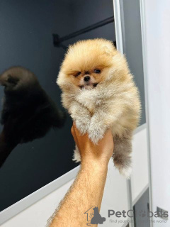 Photo №4. I will sell pomeranian in the city of Нови Сад.  - price - negotiated