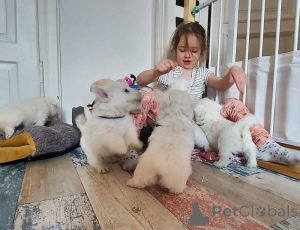 Photo №2 to announcement № 170164 for the sale of west highland white terrier - buy in Germany 