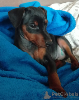 Photo №1. miniature pinscher - for sale in the city of Novosibirsk | 533$ | Announcement № 10146