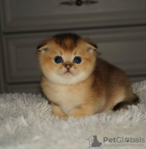 Photo №1. chinchilla cat - for sale in the city of Minsk | 272$ | Announcement № 7958