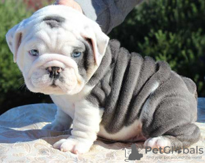 Photo №1. english bulldog - for sale in the city of Graz | 370$ | Announcement № 96943