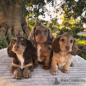 Photo №1. dachshund - for sale in the city of Berlin | negotiated | Announcement № 118799