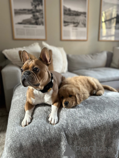 Photo №3. Golden Retriever Puppies Smart, Loving, and Easy to Train. Germany