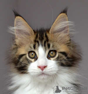 Photo №1. maine coon - for sale in the city of Kazan | negotiated | Announcement № 10324