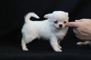 Photo №2 to announcement № 6446 for the sale of chihuahua - buy in Ukraine private announcement, from nursery, breeder