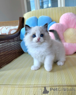 Photo №3. Ragdoll Kittens Available Now. Germany