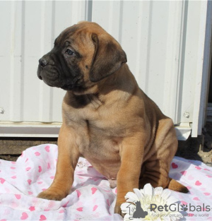 Photo №3. Magnificent Bullmastiff puppies set to go now. United States