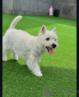 Photo №1. west highland white terrier - for sale in the city of Brighton and Hove | 550$ | Announcement № 144666
