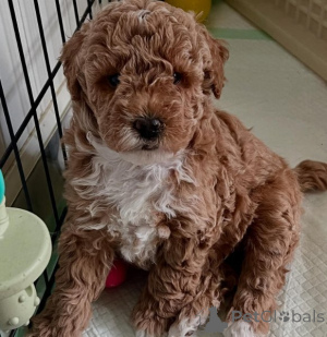 Photo №1. poodle (toy) - for sale in the city of Birmingham | 500$ | Announcement № 164100