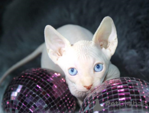 Photo №1. sphynx cat - for sale in the city of Флорида Сити | 740$ | Announcement № 58437