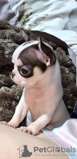 Photo №2 to announcement № 83038 for the sale of chihuahua - buy in Serbia breeder