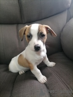 Photo №1. jack russell terrier - for sale in the city of Москва | 264$ | Announcement № 74648