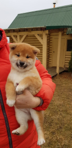 Photo №2 to announcement № 3561 for the sale of shiba inu - buy in Belarus from nursery