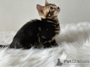 Additional photos: Marbled Bengal cat
