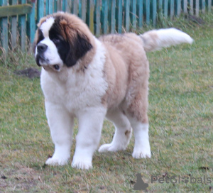 Photo №1. non-pedigree dogs - for sale in the city of Brest | 1234$ | Announcement № 8641