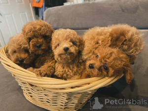 Photo №3. Adorable Poodle (Toy) puppies Available - Ready for Their Forever Homes!. Germany