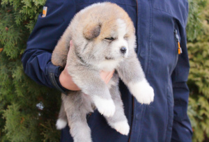 Photo №1. akita - for sale in the city of Kiev | Is free | Announcement № 4224