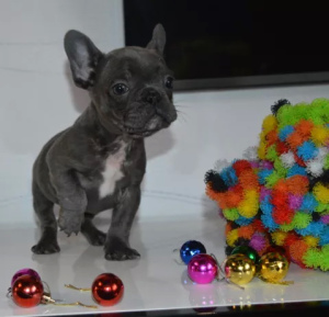 Photo №2 to announcement № 891 for the sale of french bulldog - buy in Ukraine private announcement