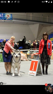 Additional photos: Elite puppies from a show couple