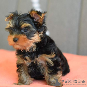 Photo №2 to announcement № 133376 for the sale of yorkshire terrier - buy in Germany private announcement