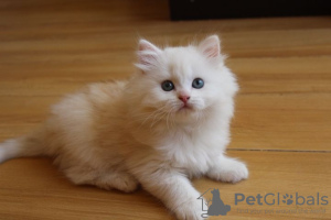Photo №1. persian cat - for sale in the city of Nyergesújfalu | Is free | Announcement № 99039