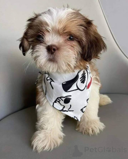 Photo №1. shih tzu - for sale in the city of Anderlecht | negotiated | Announcement № 168170