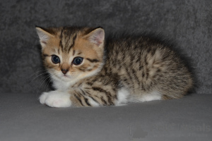 Photo №1. scottish fold - for sale in the city of Warsaw | 471$ | Announcement № 151916