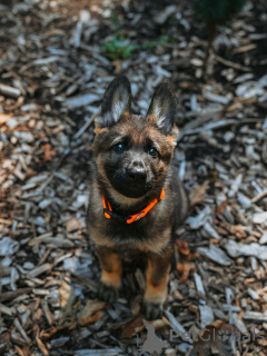 Photo №2 to announcement № 157590 for the sale of german shepherd - buy in Germany breeder