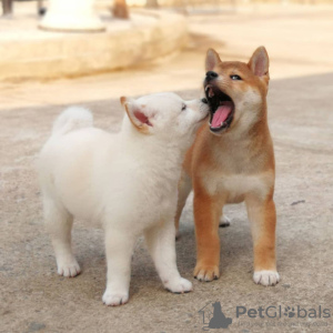 Photo №1. shiba inu - for sale in the city of Lublica | 1425$ | Announcement № 11139