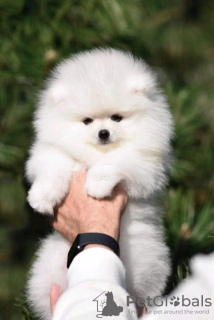 Photo №3. Pomeranian Spitz puppies for sale. Germany