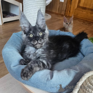 Photo №1. maine coon - for sale in the city of Fallåker | negotiated | Announcement № 156993