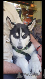 Photo №1. siberian husky - for sale in the city of Berlin | negotiated | Announcement № 56942