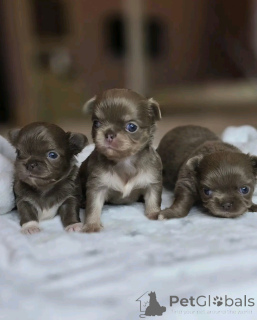 Photo №2 to announcement № 138057 for the sale of chihuahua - buy in Spain breeder