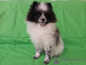 Additional photos: German Spitz, baby girl