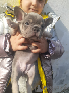 Additional photos: French bulldog carrier lilac