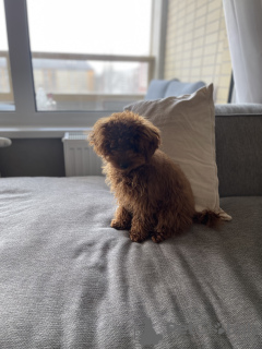 Photo №3. Toy poodle puppy for sale. Austria