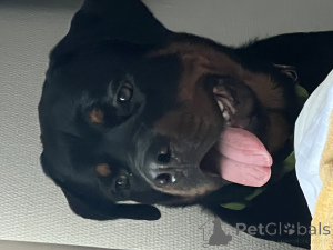 Photo №4. Mating rottweiler in Poland. Announcement № 135396