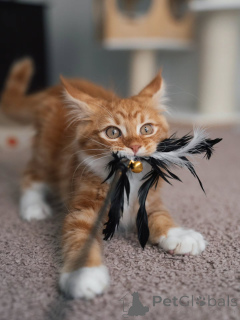Photo №3. Gorgeous Red Tabby Maine Coon Kitten Fluffy, Sweet & Ready for Home. Netherlands