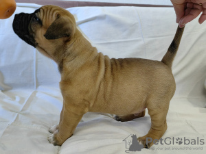 Photo №1. american staffordshire terrier - for sale in the city of Minsk | negotiated | Announcement № 48979